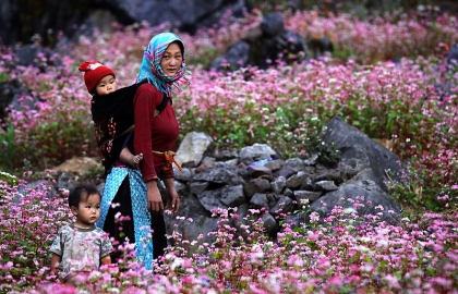 Du lịch Hà Giang mùa hoa tam giác mạch: Tất tần tật kinh nghiệm bỏ túi