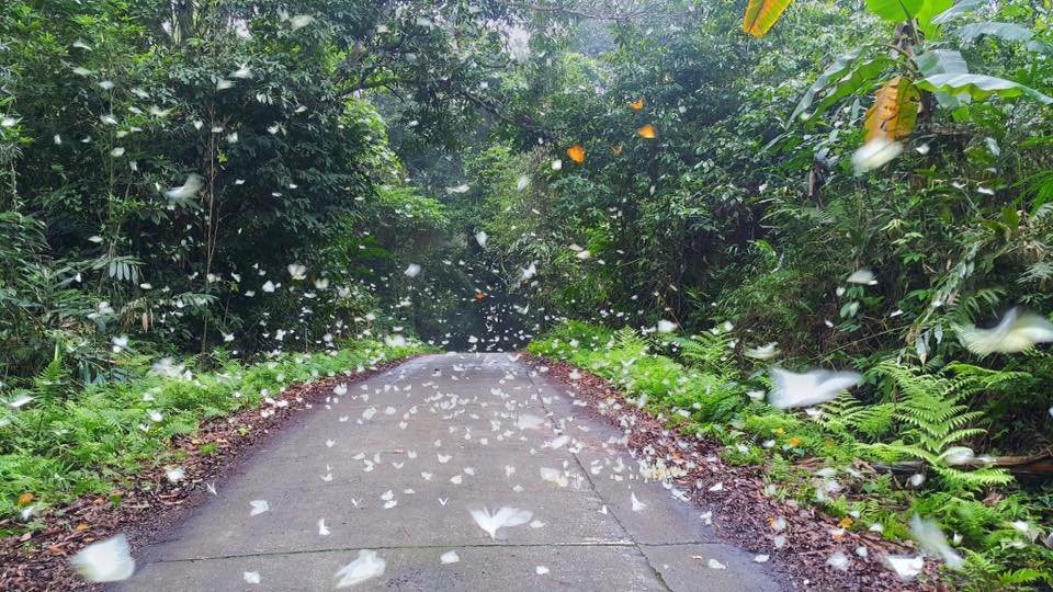 Mùa bướm bay rợp trời ở rừng Cúc Phương, Ninh Bình