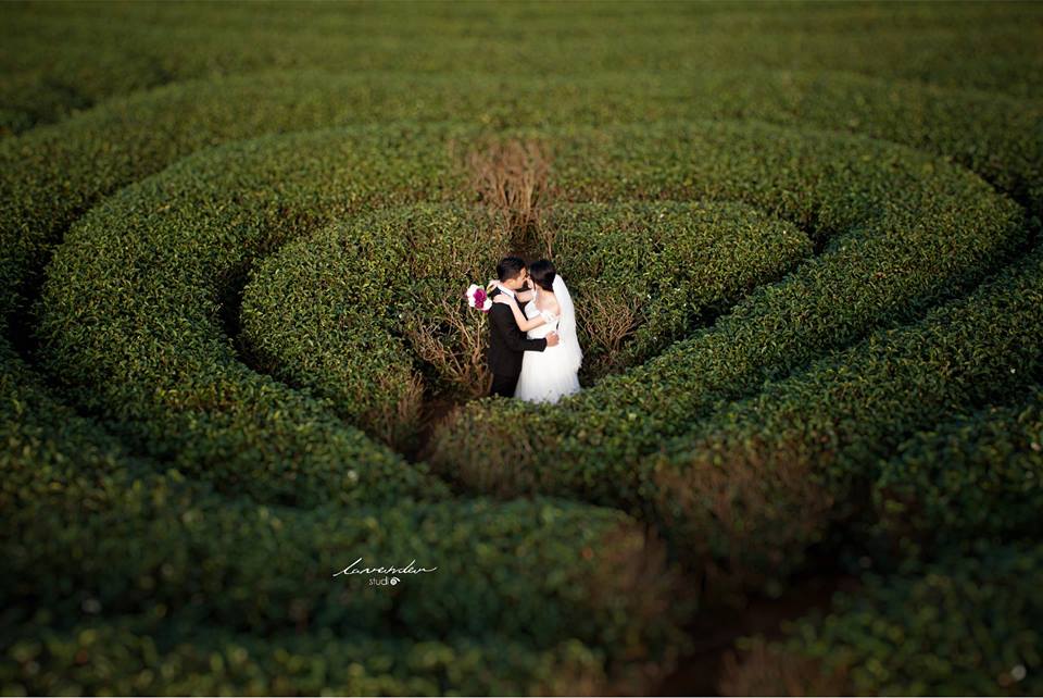Chụp ảnh cưới ở đồi chè trái tim Mộc Châu