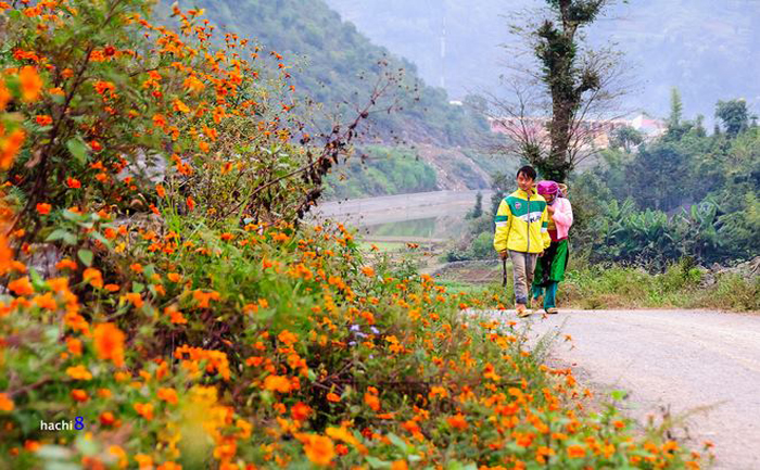 Mùa hoa cúc cam nở rộ ở Hà Giang