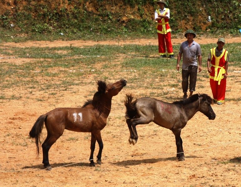 Lễ hội chọi ngựa ở Hà Giang